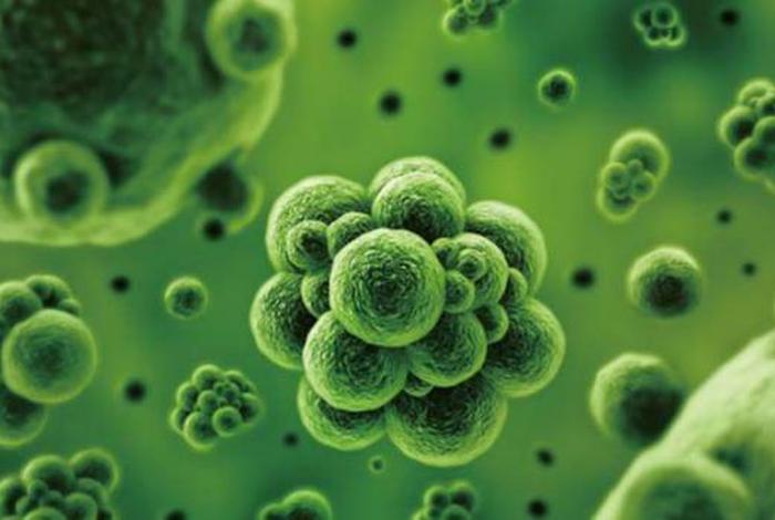 佛教和微生物，佛教和微生物有关系吗