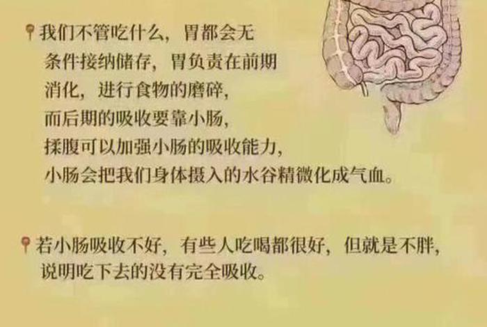 小肚有什么用处 - 小肚肚有用吗