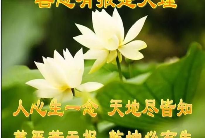 佛教恶口的果报（佛教恶口的果报是什么）
