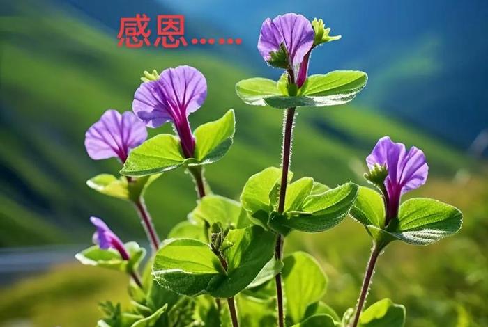 佛教感恩语录图片大全，佛教经典感恩语