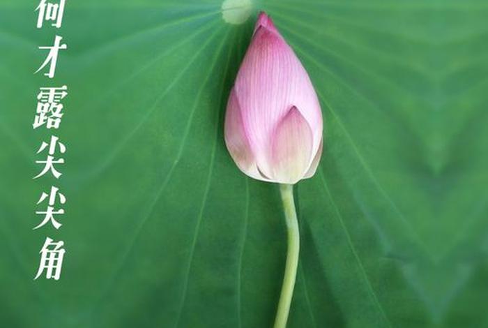 莲花骨朵叫什么；莲花骨头