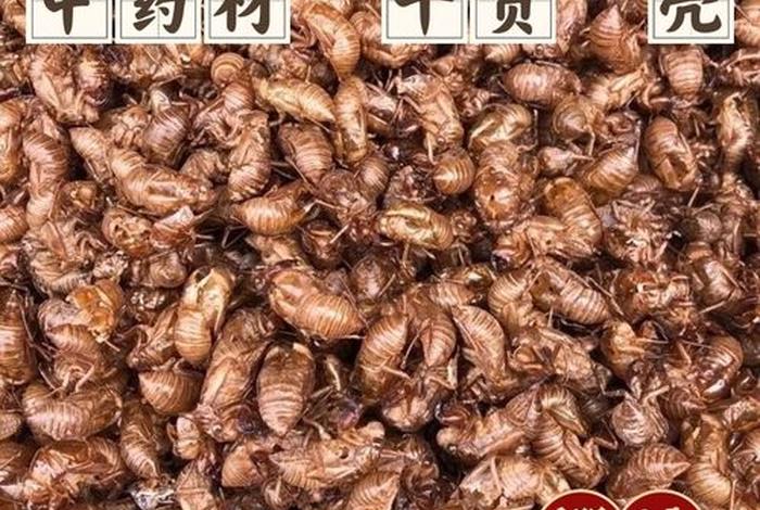 禅衣有什么药用价值 禅衣中药