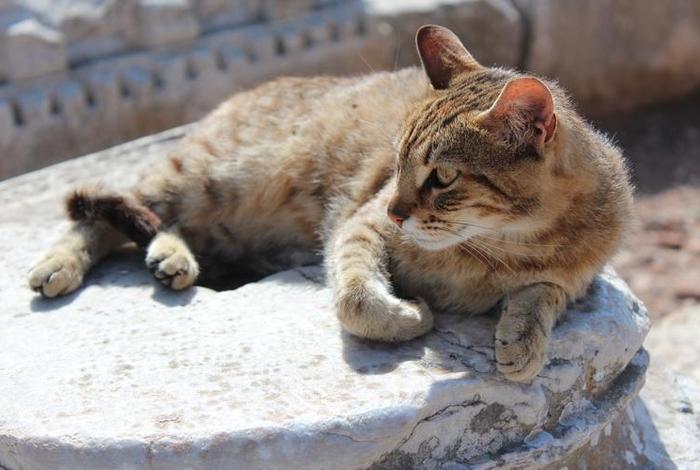 佛家认为小猫死后怎么处理、佛教关于埋葬死去的猫