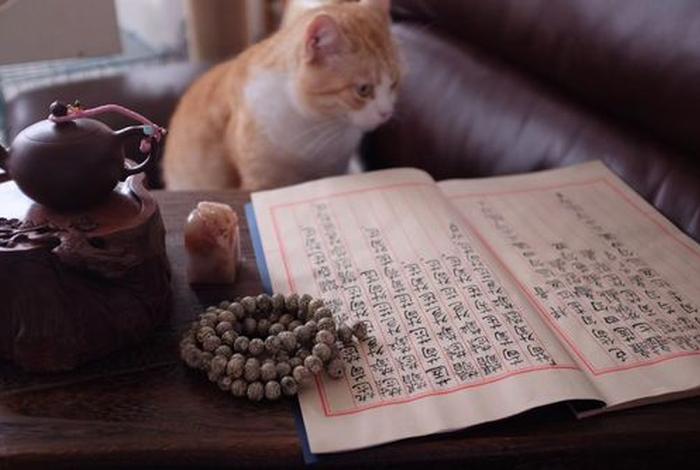 佛教讲猫咪没了能埋吗 - 猫没了怎么埋