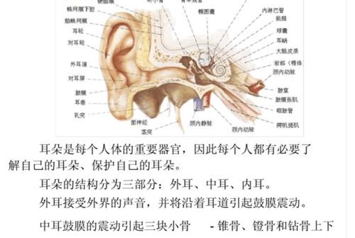 采耳的有关知识；采耳的有关知识点总结