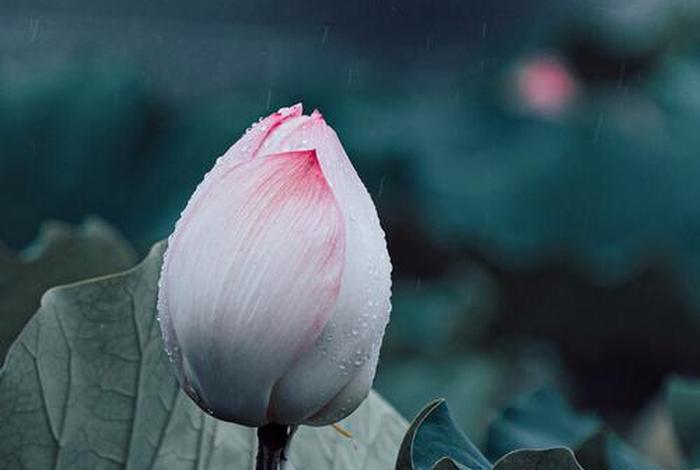 佛教小知识莲花图片大全（佛教莲花图片 壁纸 禅意）