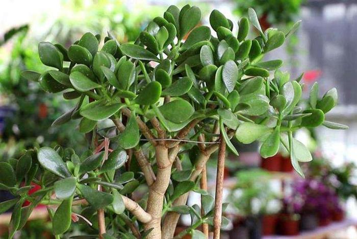 佛教十大植物，佛家关于植物的典故