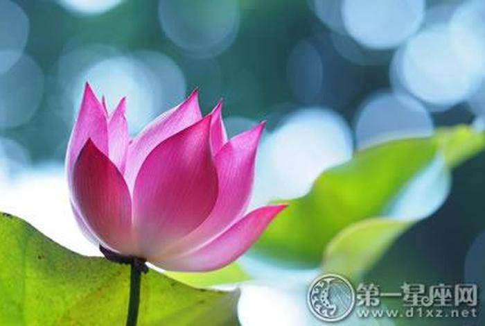 佛教莲花代表的意思，佛教莲花象征
