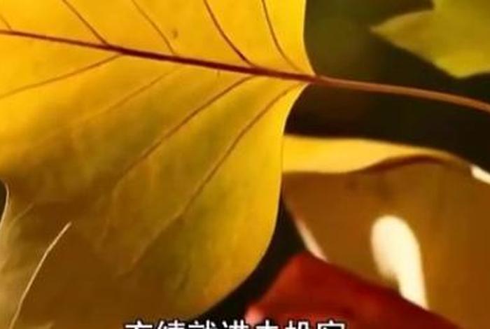 佛教教育短片不偷盗的好处，佛教偷盗的果报短片