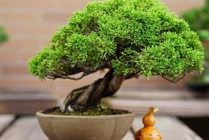 墓前可以放什么 - 墓前可以放什么盆栽植物