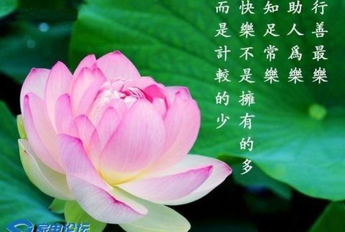 佛教莲花的寓意（佛教莲花的寓意和象征）