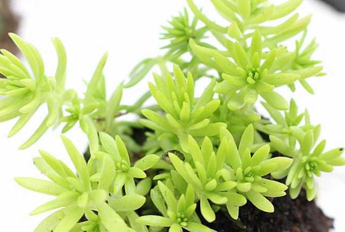 佛教常识100条植物（佛教常识100条植物图片）