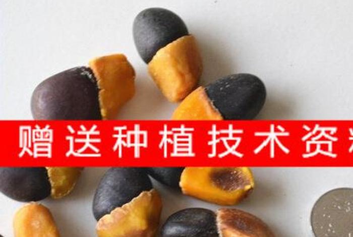佛教的种子是什么 佛教里的种子