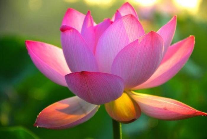 佛教中的莲花；佛教中的莲花象征着什么