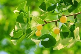佛教常识100条植物（佛教常识100条植物图片）