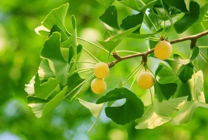 佛教常识100条植物（佛教常识100条植物图片）