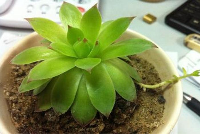 佛教里植物有生命吗（佛教里植物有生命吗为什么）