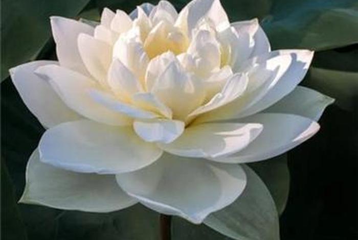 佛教莲花头像高清图片大全，佛教莲花图片 微信 意境