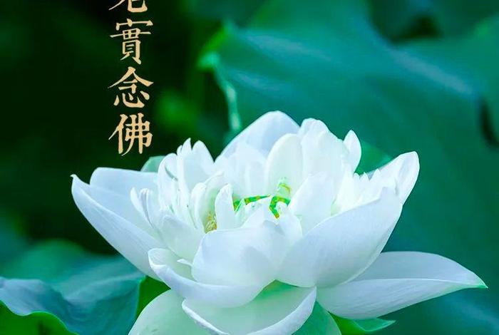 佛教为什么崇拜荷花；佛教为什么崇拜荷花和荷花