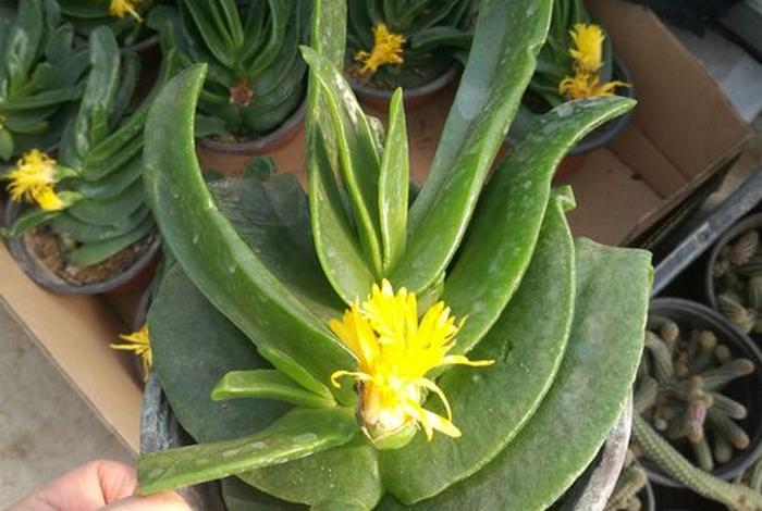 佛教植物图片（佛教 植物）