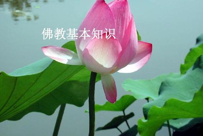 佛教基础知识免费课件下载百度云；佛教基础知识免费课件下载百度云盘