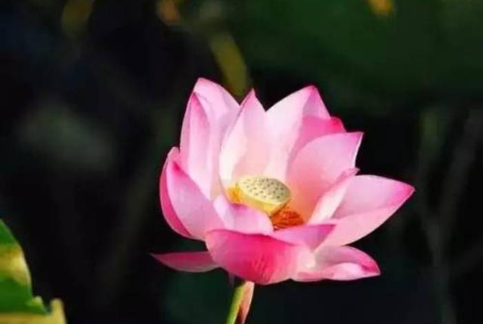 佛教里植物算算不算众生 佛教说植物