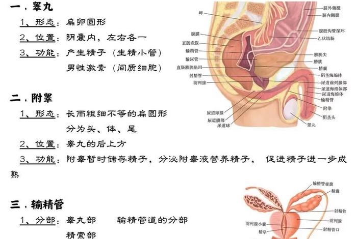 男性生理性知识科普 男性生理方面的问题有哪些