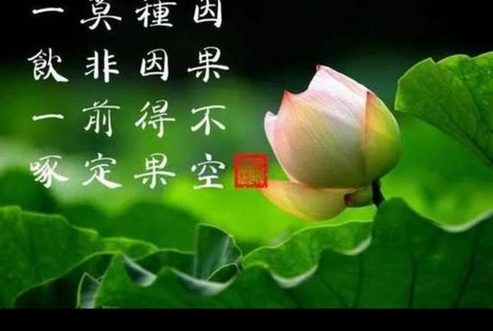 佛教因果经典 - 佛教因果经典语录人生哲理