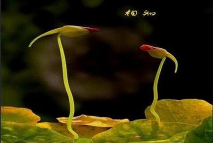 佛教对植物的论断 佛学植物