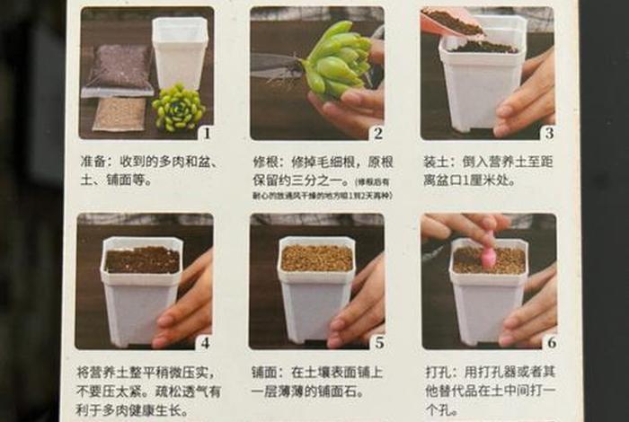 多肉新手入门教程，多肉新手怎么养