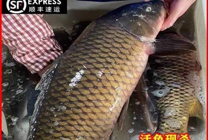 佛教放生鱼死了；放生时鱼死了象征什么