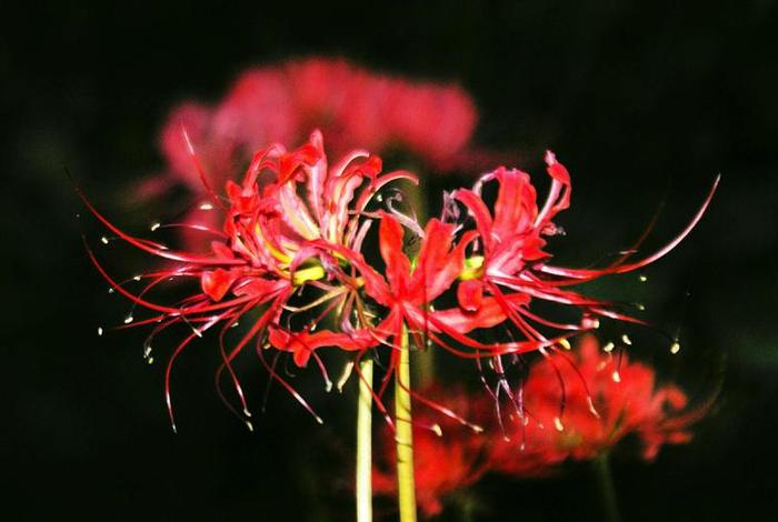 关于佛教彼岸花的诗词；佛经形容彼岸花的诗句