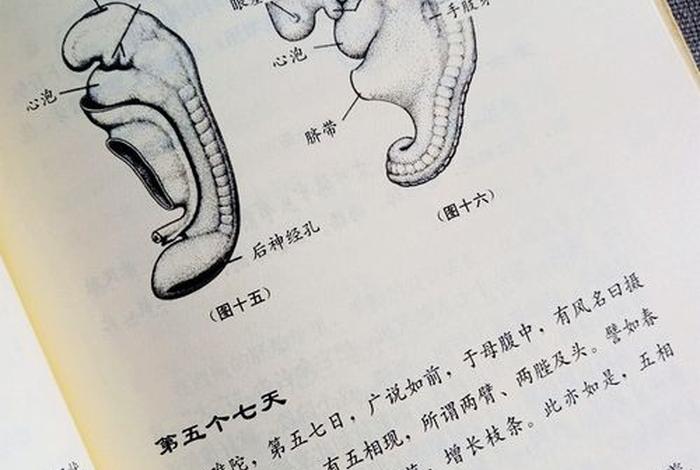 佛家讲怀孕过程（佛教中讲怀孕的经）