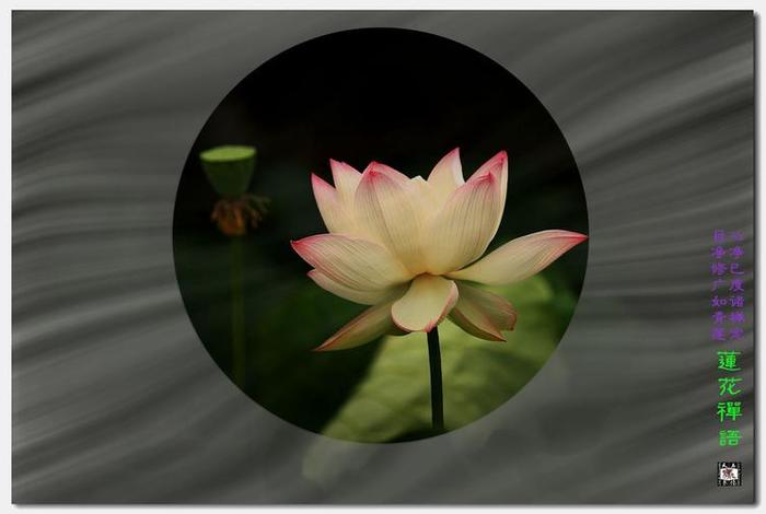 佛教莲花图案设计图片，佛教莲花图片 壁纸 禅意