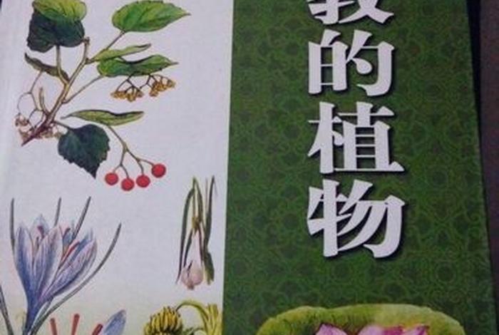 佛教植物图片及名称大全（佛教对植物的解释）