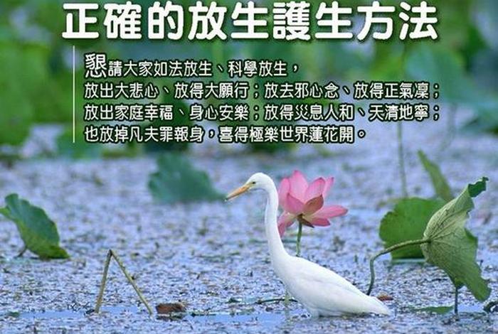 放生生灵越大功德越大吗；放生显灵