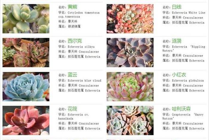 多肉知识，关于多肉植物的资料