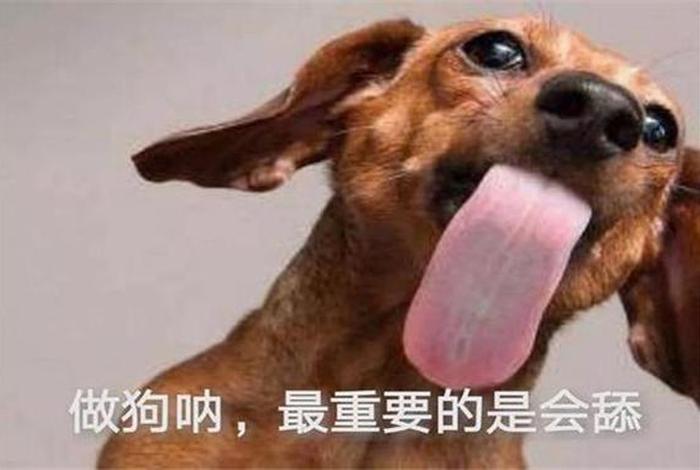 真修是什么意思，真修是什么意思网络用语