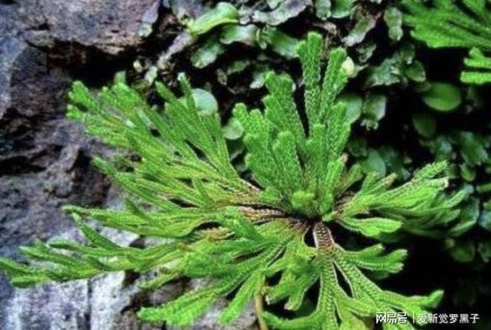 佛教中植物的生起因缘（佛教中植物有生命吗）