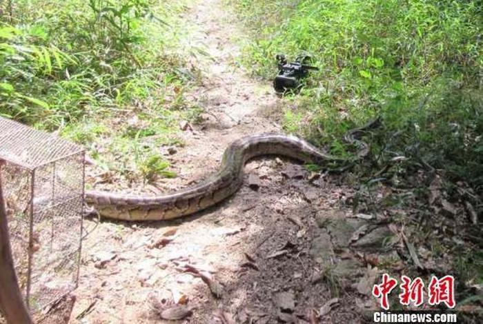 佛教放生蛇视频 - 放生蛇是什么意思