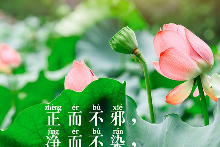 正能量佛语禅心 禅语佛心正能量语录