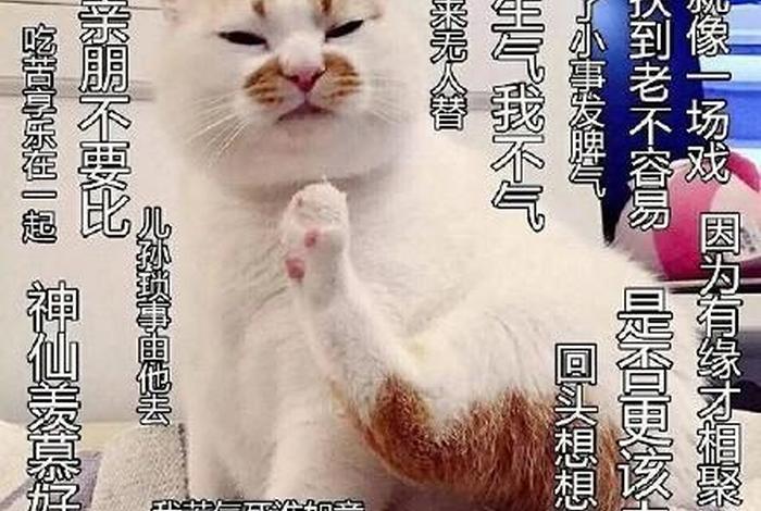 佛系的认识（谈谈佛系）
