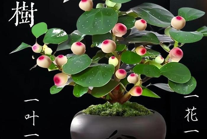 佛教植物图片（佛教 植物）