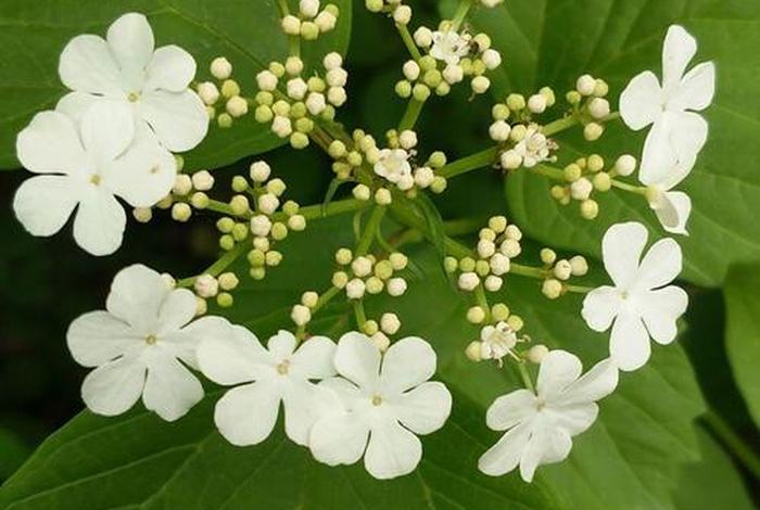 一花开五叶结果自然成的经文，一花开五叶下一句