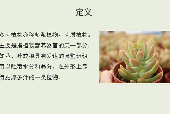 多肉植物讲座、多肉植物培训课件