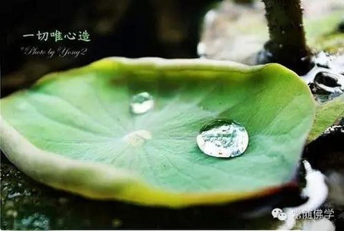 我想了解佛教知识的英文（佛教介绍 英语）