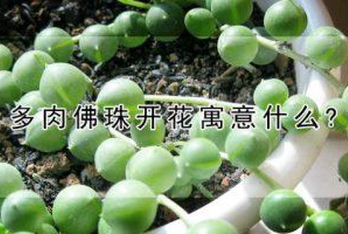 多肉佛语、多肉佛珠养殖方法和注意事项