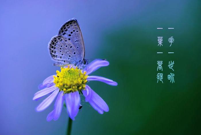佛说一花一草一世界，佛感悟的句子-一花一世界