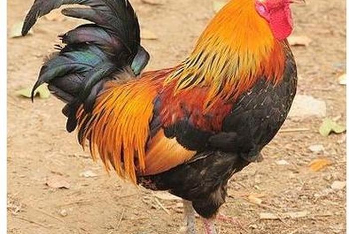梦见鸡是什么仙家、仙缘梦见鸡