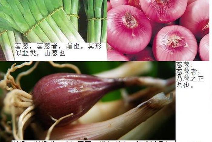 佛教中的五辛是指的哪五种食品；佛家讲的五辛是哪五种